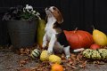 Afb_20181004_pixel (24)
